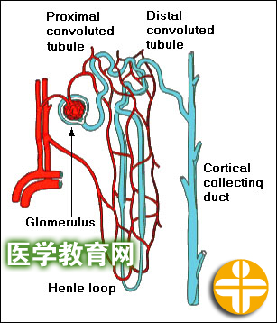 肾小管和集合管中的物质转运