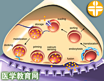 经载体易化扩散   d.主动转运   e.出胞