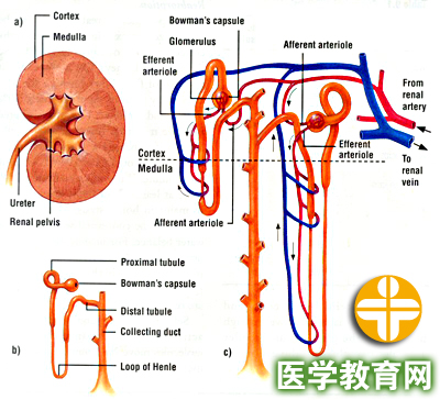 肾的功能解剖